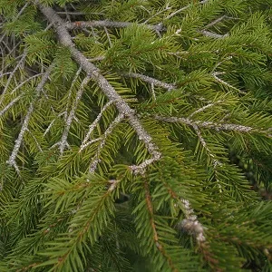 Хвойные опилки оптом в Абакане купить - оперативная доставка по всей России