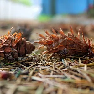 Хвойные опилки оптом в Абакане от завода-производителя Лигнум Ресурс