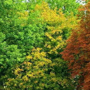 Лиственные опилки оптом в Абакане купить - оперативная доставка по всей России