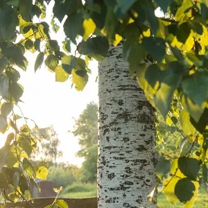 Опилки березовые оптом в Абакане купить - оперативная доставка по всей России
