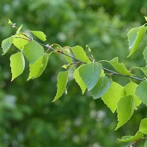 Опилки березовые оптом в Абакане от завода-производителя Лигнум Ресурс