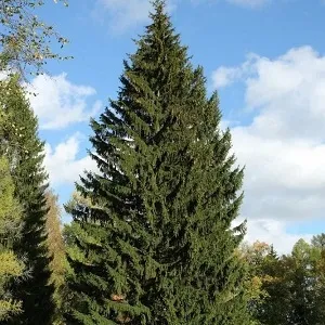 Еловые опилки оптом в Абакане купить - оперативная доставка по всей России