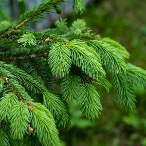 Еловые опилки оптом в Абакане от завода-производителя Лигнум Ресурс