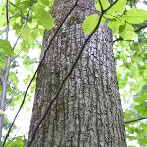 Опилки липовые оптом в Абакане купить - оперативная доставка по всей России