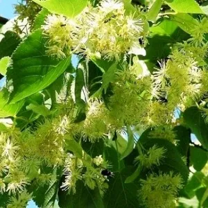 Опилки липовые оптом в Абакане от завода-производителя Лигнум Ресурс