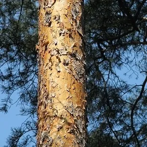 Сосновые опилки оптом в Абакане купить - оперативная доставка по всей России