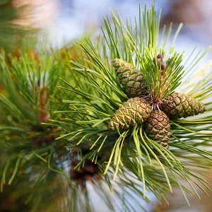 Сосновые опилки оптом в Абакане от завода-производителя Лигнум Ресурс