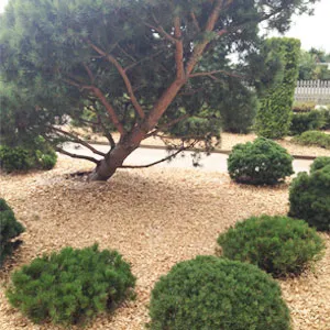 Хвойная щепа оптом в Абакане купить - оперативная доставка по всей России